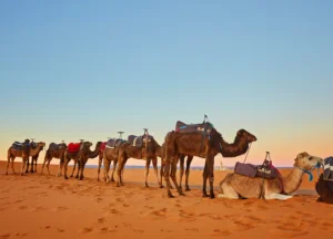 Travel and Tour